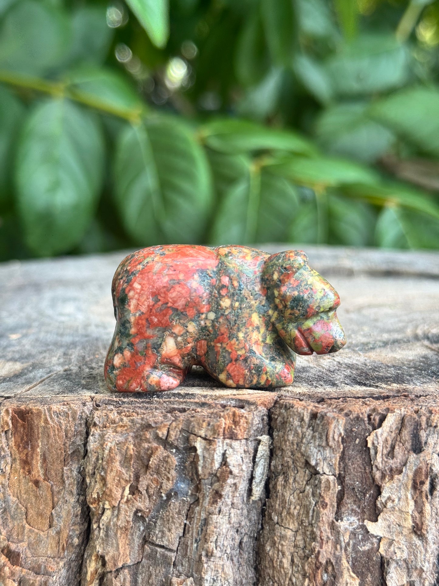 Bear