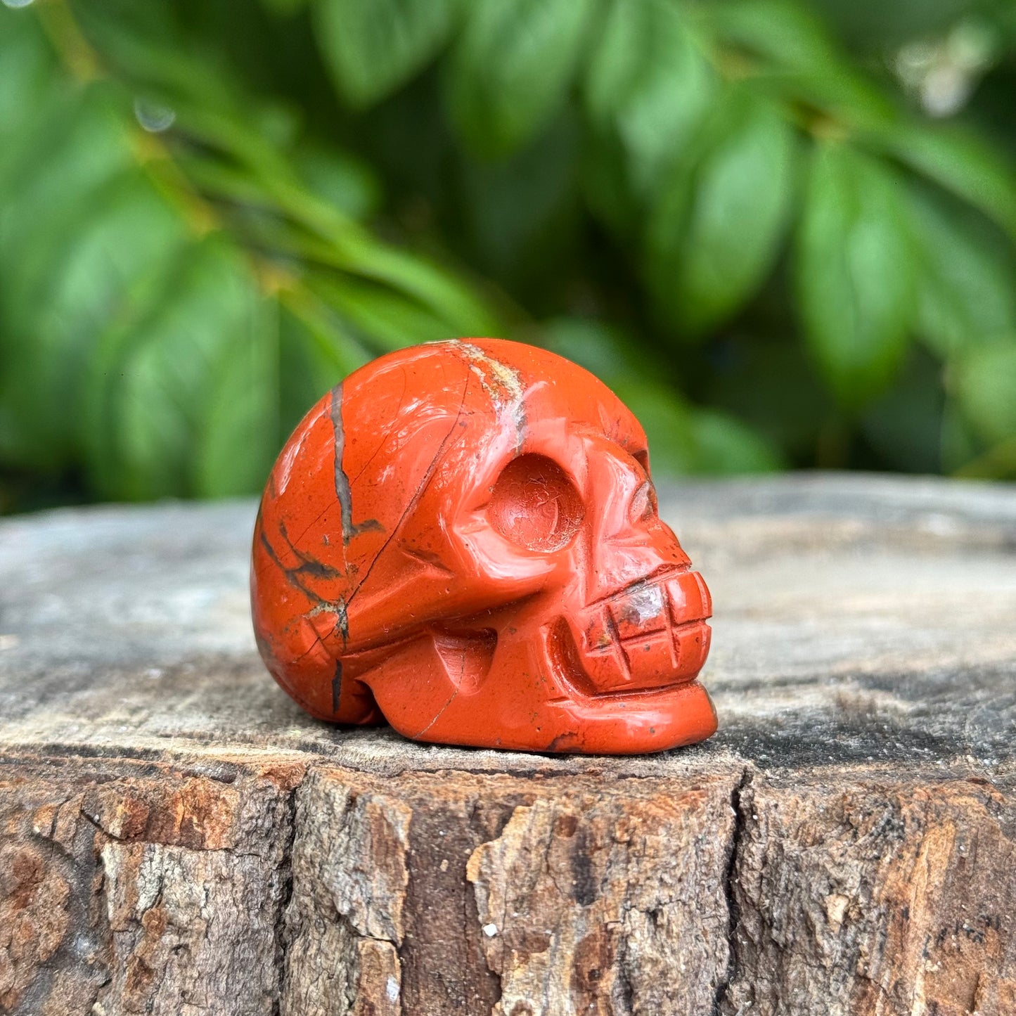 Skull Medium