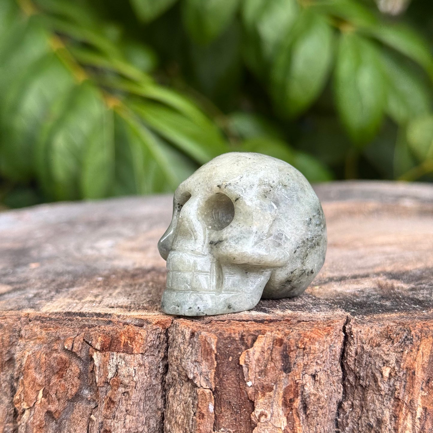 Skull Medium