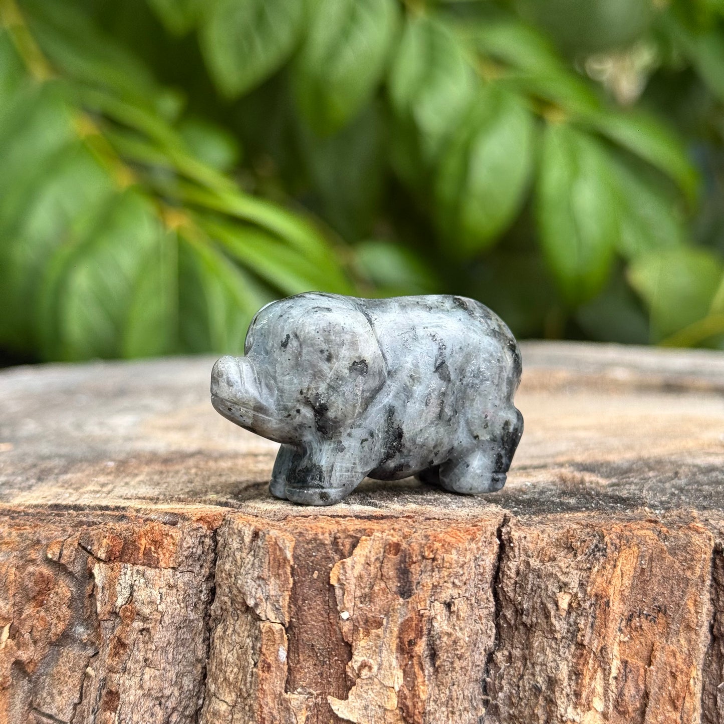 Pig