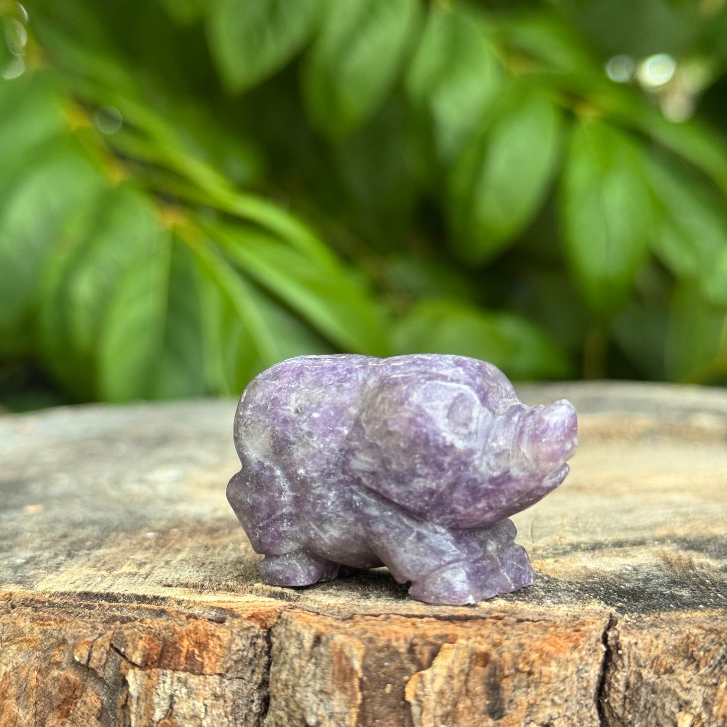 Pig