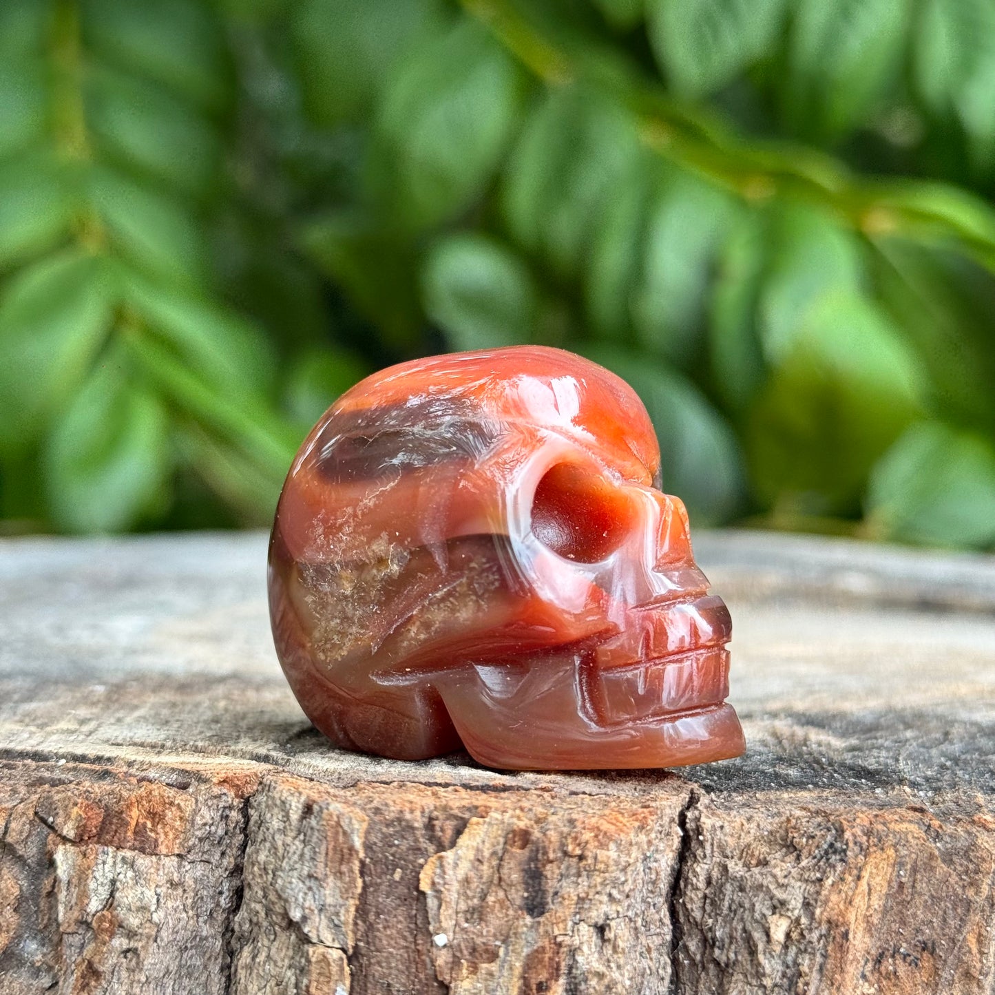 Skull Medium